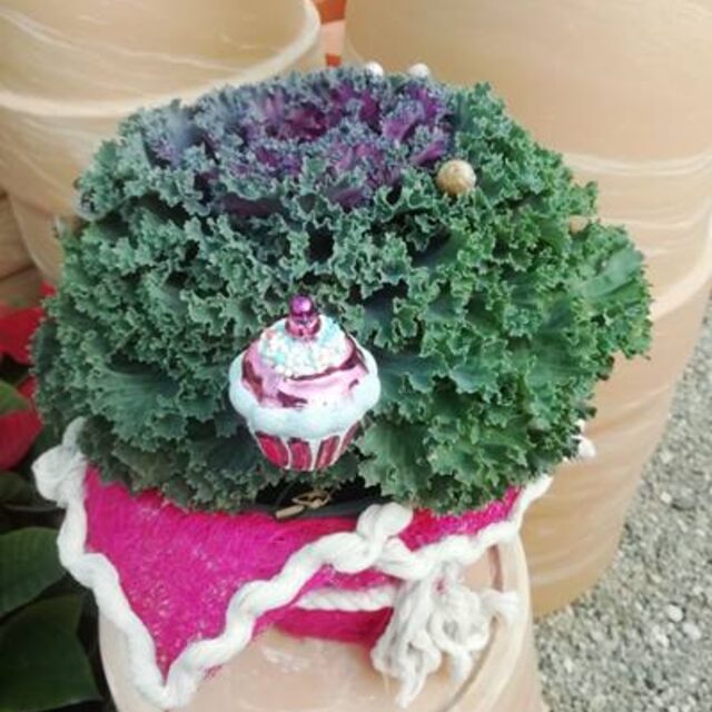 Creative gifts and organic olive oil at New Roots Nursery