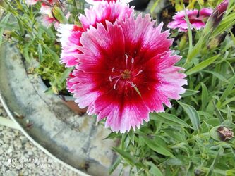 Ceramic and clay plant pots at New Roots Nursery Paphos