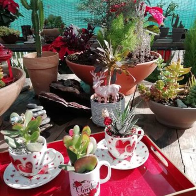 Succulent arrangements at New Roots Nursery