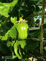 Garden supplies soil gravel irrigation at New Roots Nursery