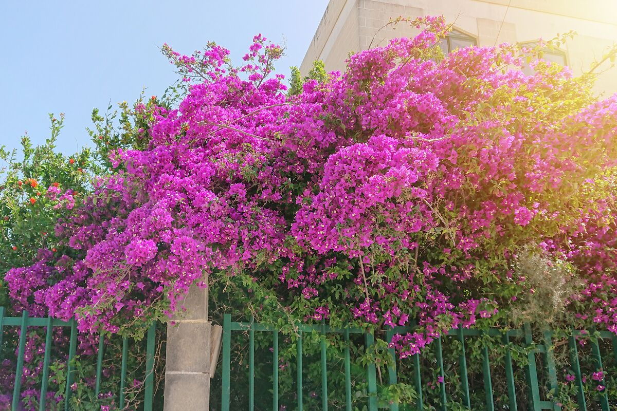 Bougainvillea in Cyprus: Complete Growing & Care Guide