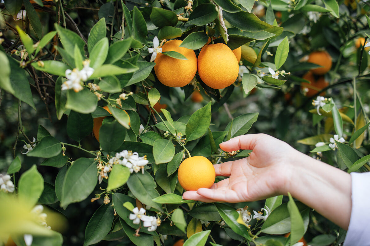 Growing Citrus Trees in Paphos: Lemons, Oranges & Grapefruits