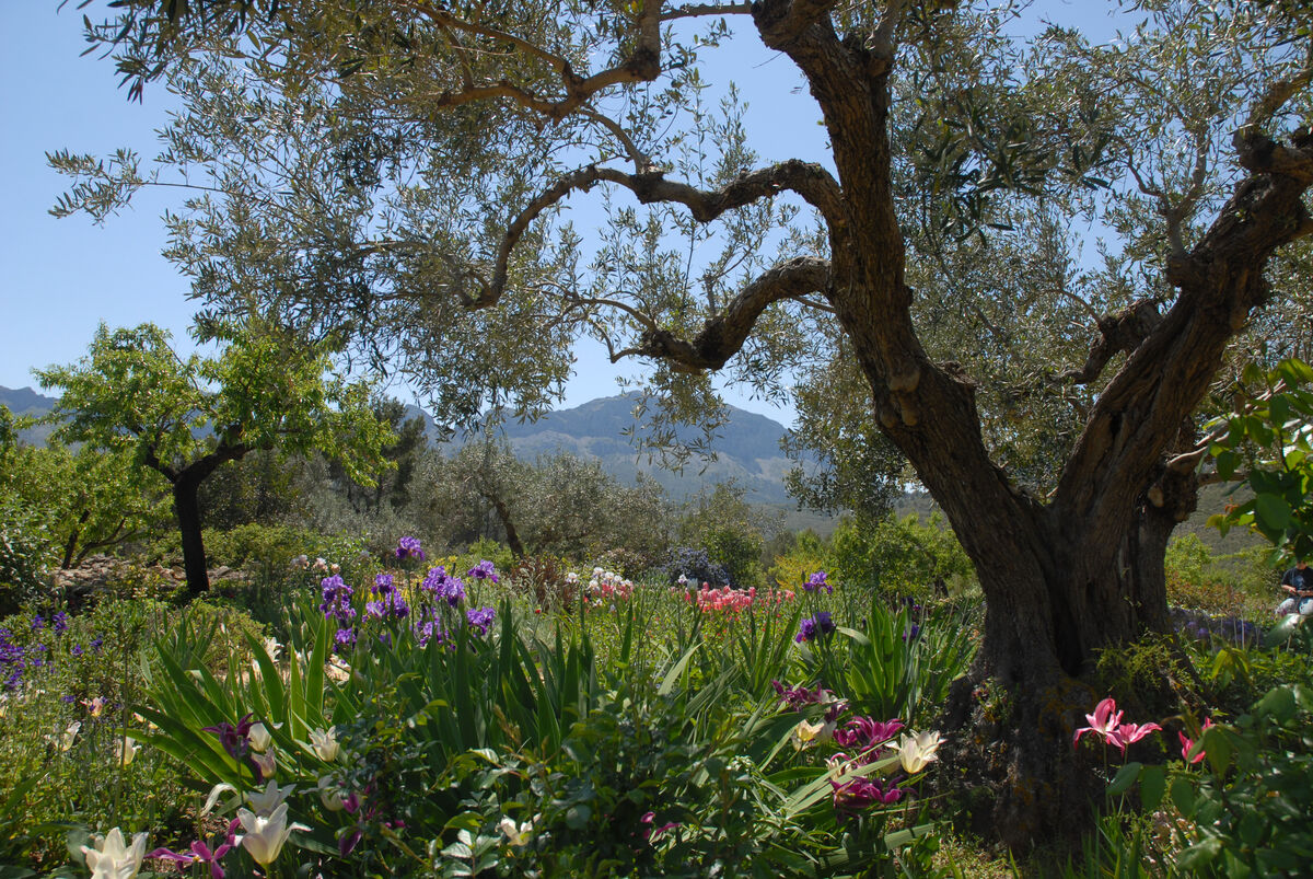 Your Month-by-Month Garden Calendar for Paphos, Cyprus