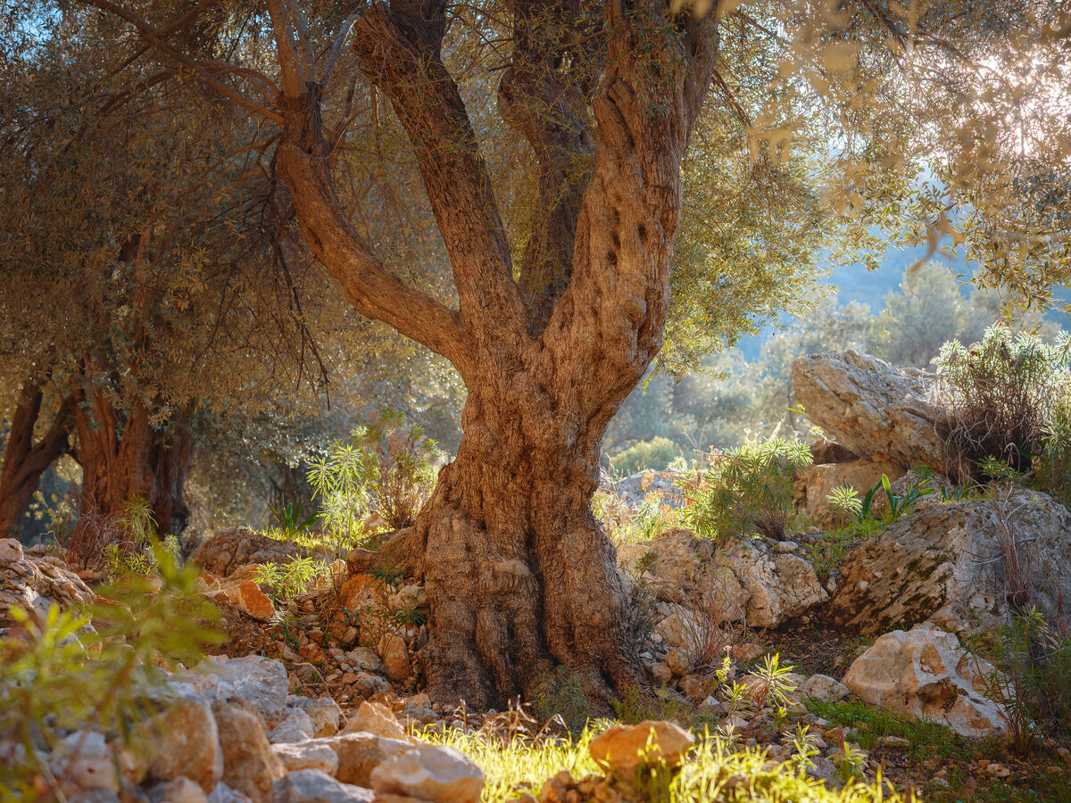 Olive Trees in Cyprus: Planting, Care & Harvesting Guide