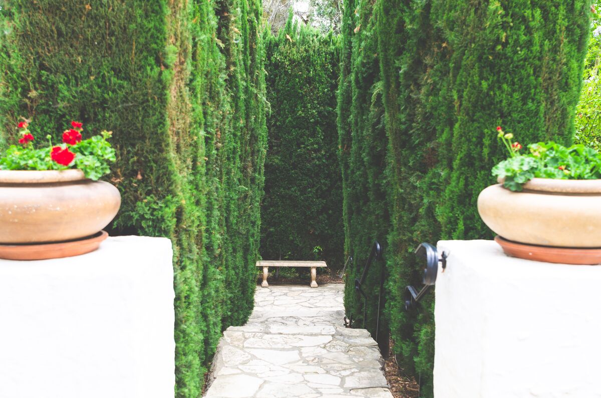 Privacy Hedges & Garden Screening Solutions for Cyprus Properties