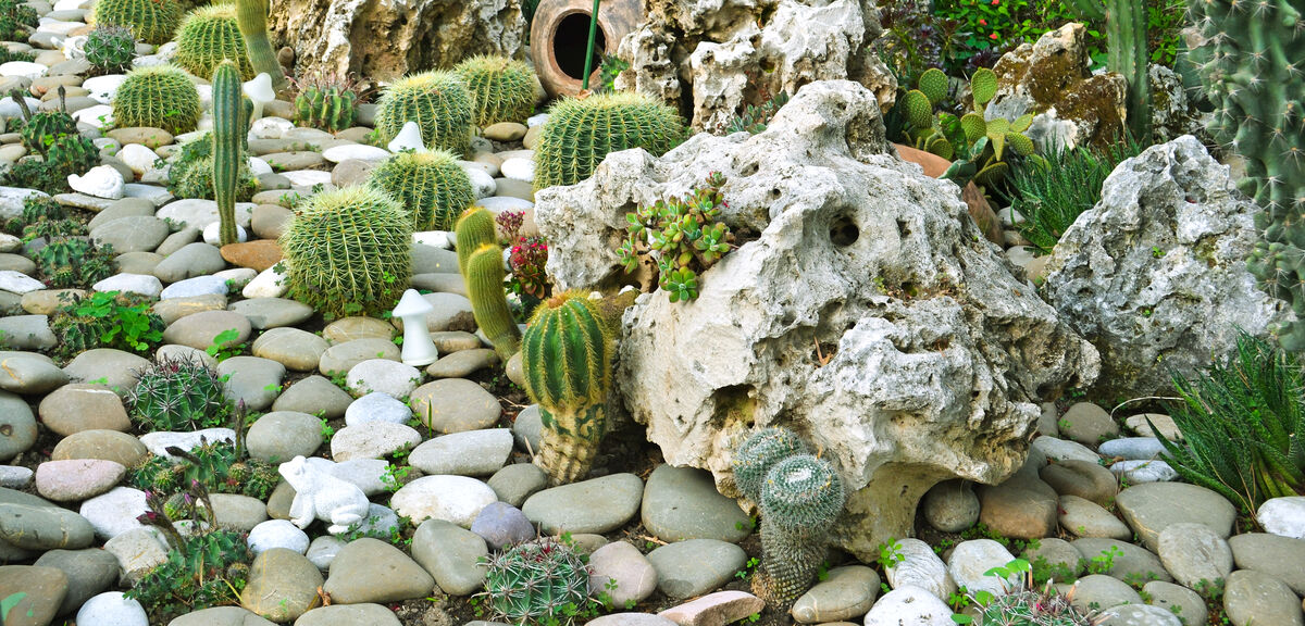 How to Create a Stunning Succulent & Cactus Garden in Cyprus