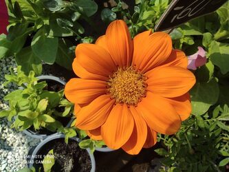 Flowering plants display at New Roots Garden Centre Paphos