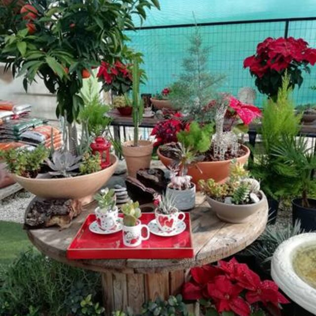 Succulent and cactus collection at New Roots Nursery Coral Bay