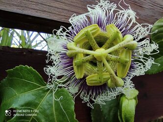 Wide selection of plants and trees at New Roots Nursery Paphos Cyprus