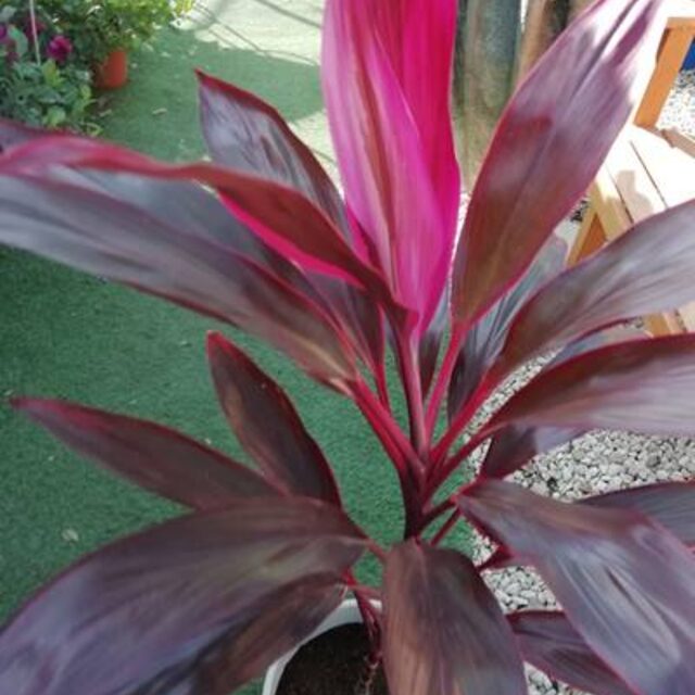 Indoor plants and bonsai at New Roots Nursery Coral Bay