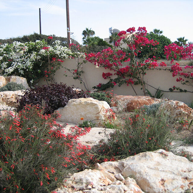 Mediterranean garden landscape design by New Roots Nursery Paphos