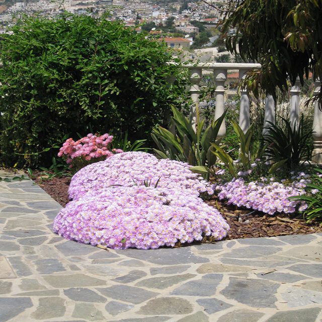 Garden landscaping with Mediterranean plants in Paphos Cyprus