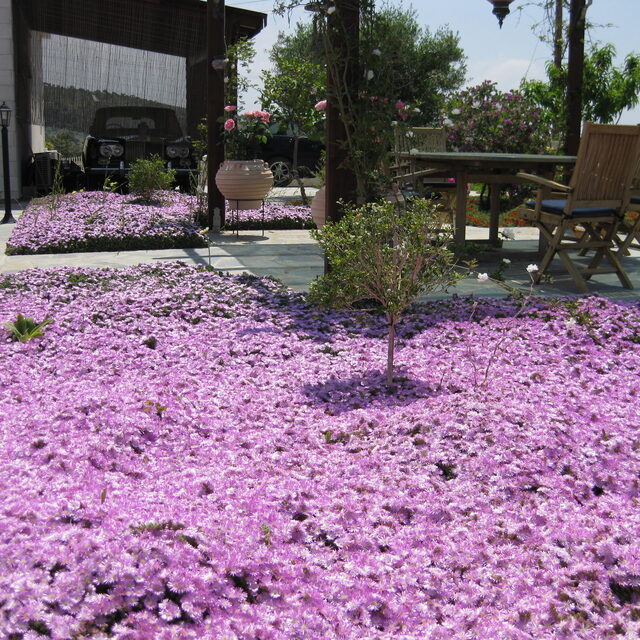 Flowering garden borders Paphos