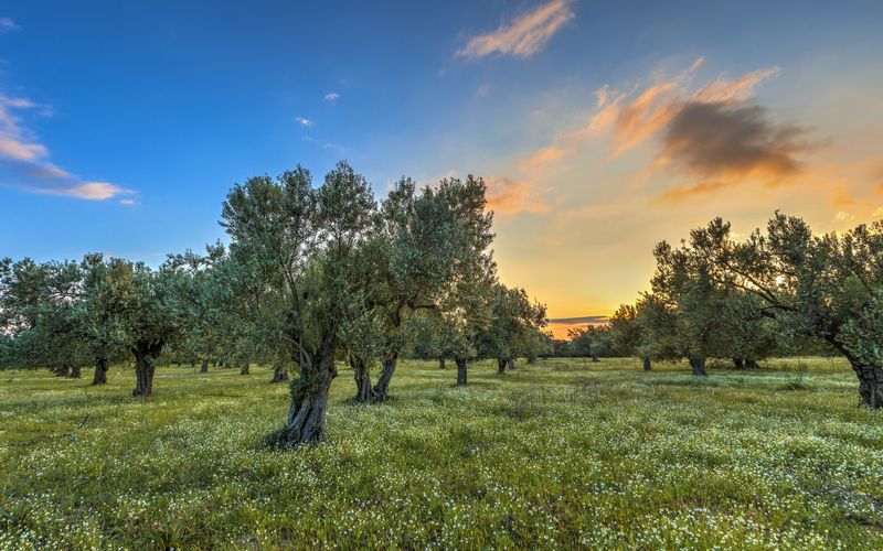 Olive trees in Cyprus sunset landscape