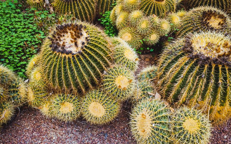 Colorful succulent arrangement in terracotta pot