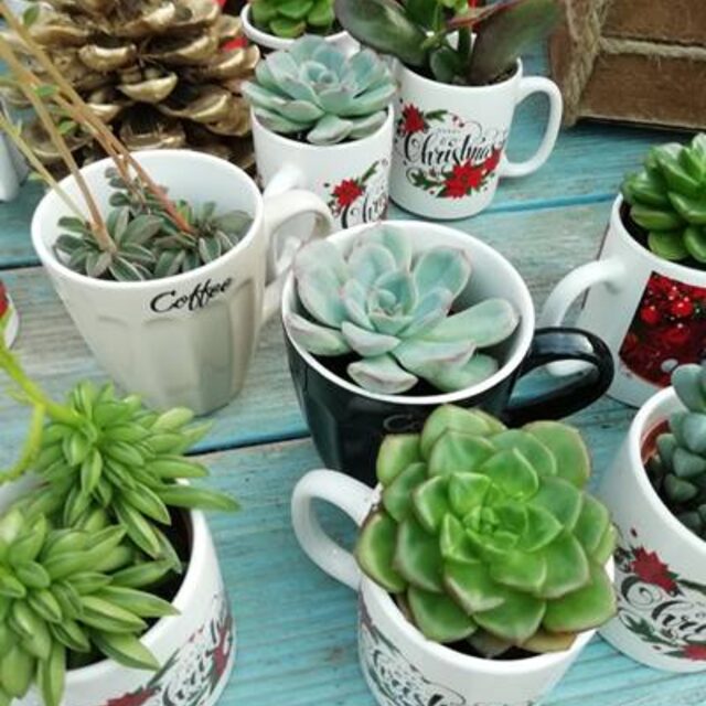 Travel-ready plants prepared for suitcase at New Roots Nursery